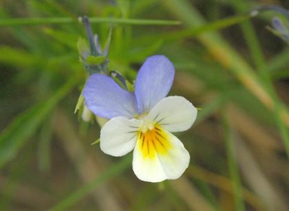 Pansy, Wild