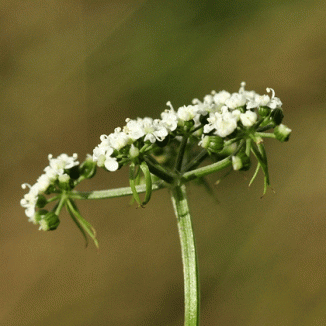 Parsley, Fool's