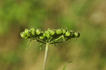 Parsley, Fool's