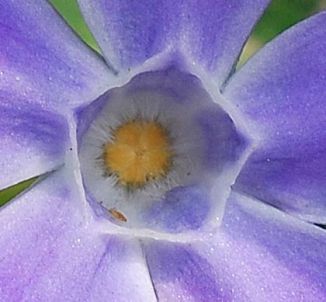 Periwinkle, Greater