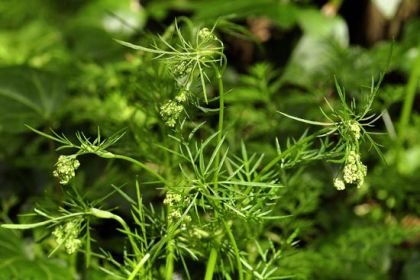 Pignut