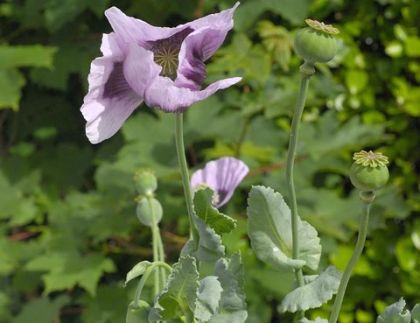 Poppy, Opium