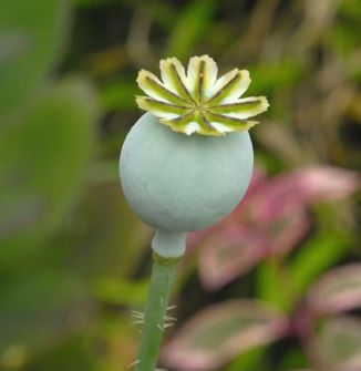 Poppy, Opium