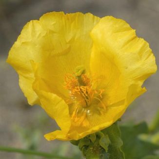 Horned-poppy, Yellow