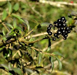 Privet, Wild