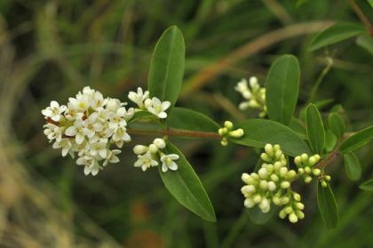 Privet, Wild