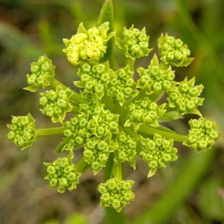 Samphire, Rock