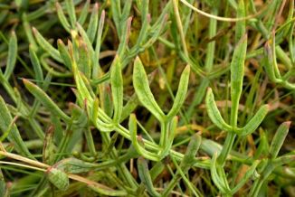 Samphire, Rock