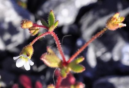 Irish Wildflowers Saxifrage, Rue-leaved