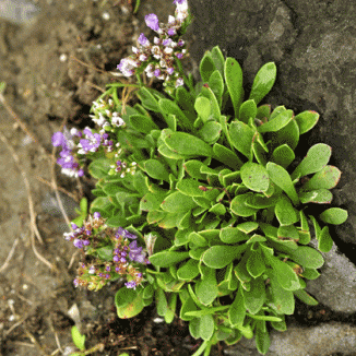 Sea-lavender, Western