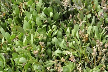 Sea-purslane