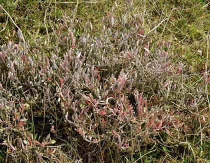 Sea-purslane