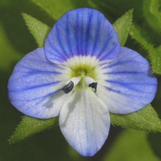 Field-speedwell, Common