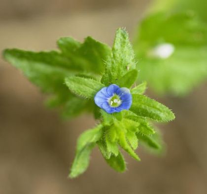 Speedwell, Wall