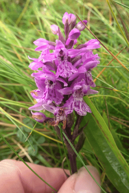 Spotted-orchid, Hebridean