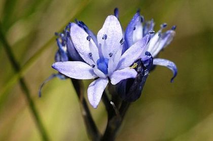 Squill, Spring