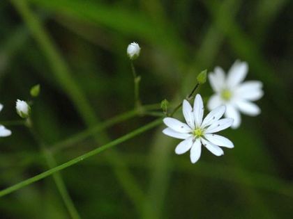 Stitchwort, Lesser