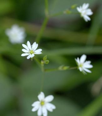 Stitchwort, Lesser