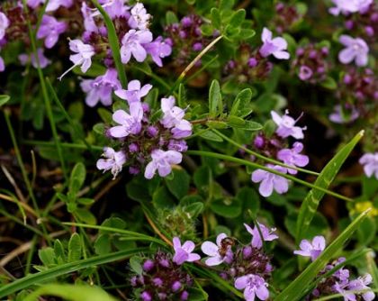 Thyme, Wild