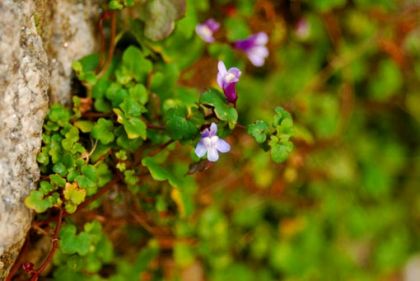 Toadflax, Ivy-leaved