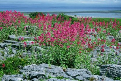 Valerian, Red