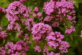 Valerian, Red