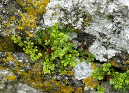 Wall Rue