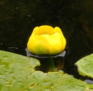 Water-lily, Yellow