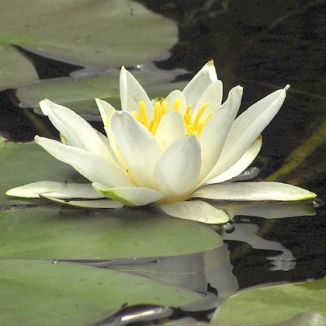 Water-lily, White