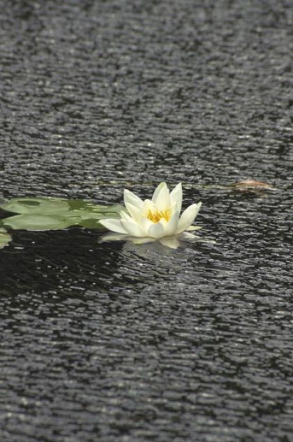 Water-lily, White