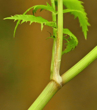 Water-parsnip, Lesser