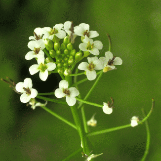 Water-cress, Narrow-fruited