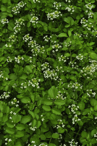 Water-cress, Narrow-fruited