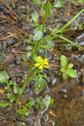 Winter-cress