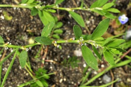 Knotgrass