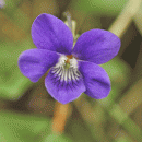 Dog-violet, Common
