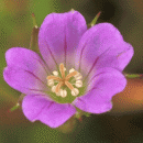 Crane's-bill, Long-stalked