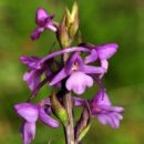 Orchid, Heath Fragrant