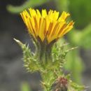 Oxtongue, Bristly