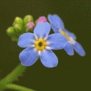 Forget-me-not, Creeping