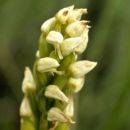 Orchid, Dense-flowered