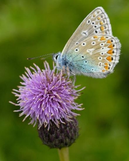 Common Blue