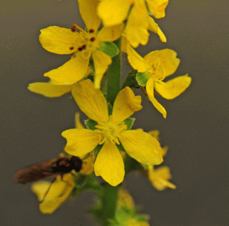 Agrimony, Fragrant