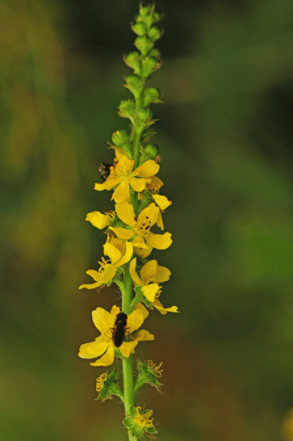 Agrimony, Fragrant