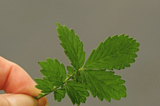 Agrimony, Fragrant