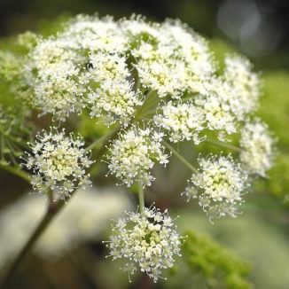 Angelica, Wild