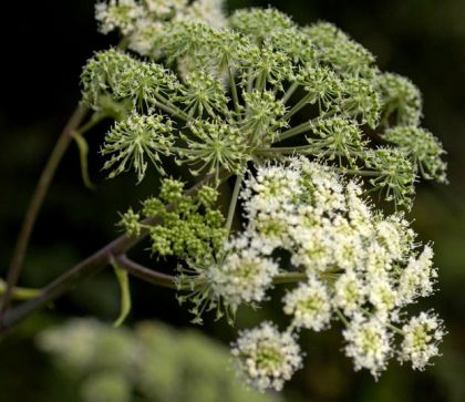 Angelica, Wild