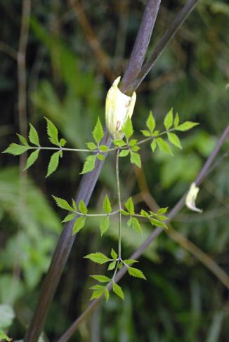 Angelica, Wild