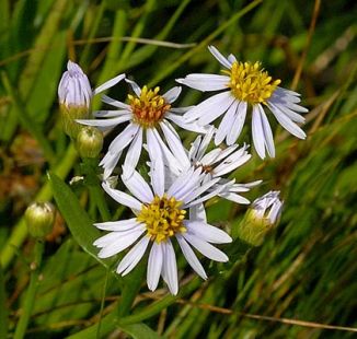 Aster, Sea