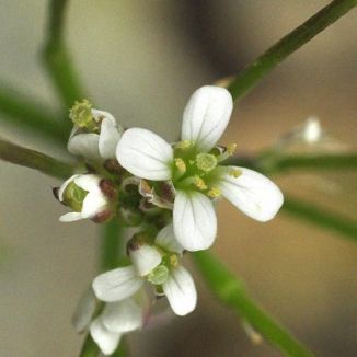 Bitter-cress, Wavy